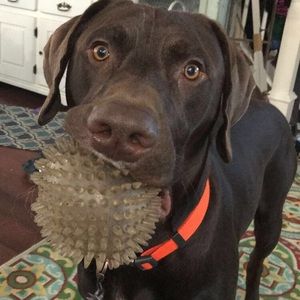 Meet your Posher, Shelby